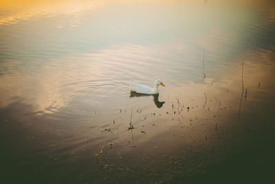 High angle view of birds swimming in lake