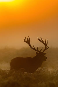 Silhouette of deer on field during sunset
