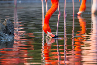 Flamingo drinking water. 
