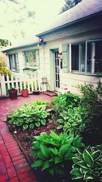 Potted plants on building