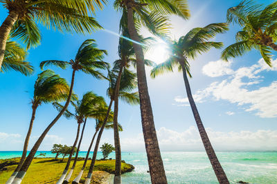 Low angle view of coconut palm trees on beach against sky