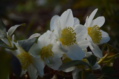 Close-up of white flowers blooming outdoors