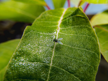 Close-up of insect on leaf