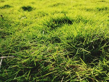 Full frame shot of grassy field