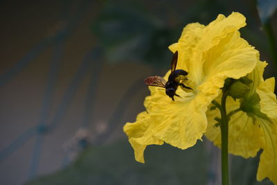 Close-up of butterfly pollinating on yellow flower