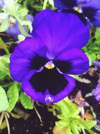 Close-up of purple flower blooming outdoors