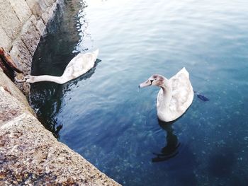 High angle view of swan swimming in lake