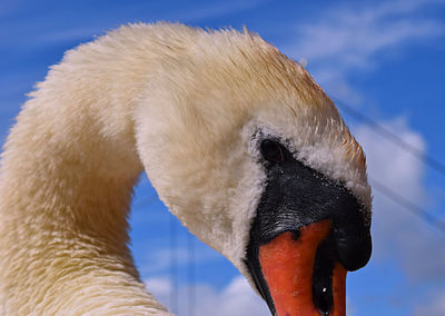 Close-up of a bird