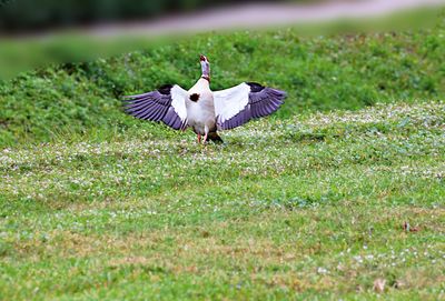 Bird flying in a field