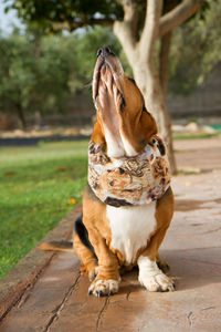 Dog looking away while sitting on tree with a snood headwear 