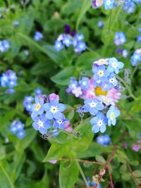 Close-up of purple flowering plants