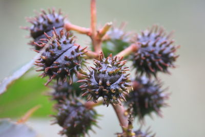 Close-up of flowers against blurred background