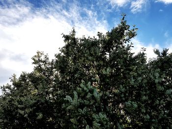 Low angle view of tree against sky