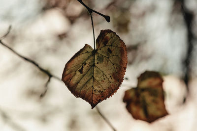 Close-up of dried leaf on plant