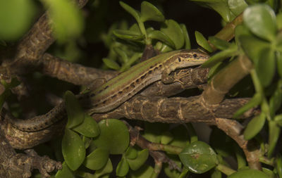 Close-up of lizard on tree