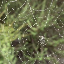 Close-up of water drops on spider web