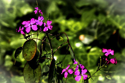 Close-up of pink flowers