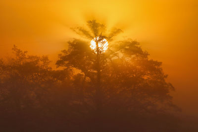 Silhouette tree against orange sky