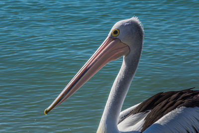 Close-up of pelican swimming in lake