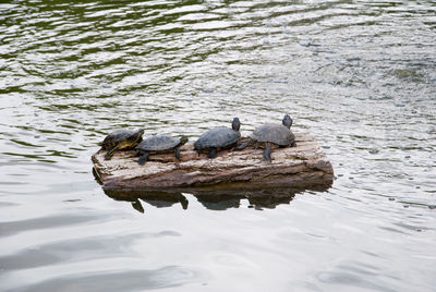 High angle view of turtles swimming on lake