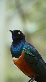 Close-up of bird perching