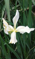 Close-up of white flowering plant