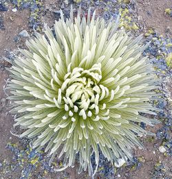 Close-up of flower