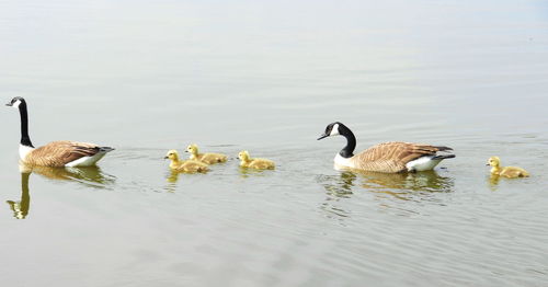 Geese swimming in lake