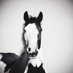 Portrait of horse