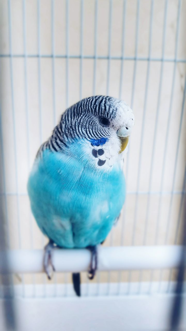 animal themes, bird, one animal, animals in captivity, blue, budgerigar, animal wildlife, focus on foreground, cage, animals in the wild, no people, full length, perching, indoors, close-up, nature, pets, day