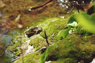 Close-up of moss on tree trunk in forest