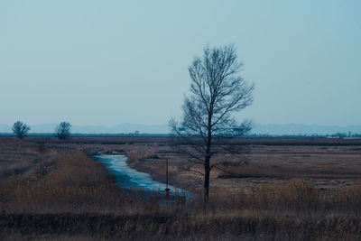 Bare trees on field against clear sky