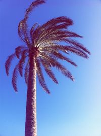 Low angle view of palm trees against blue sky