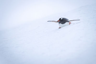 Gentoo penguin slides over snow on stomach