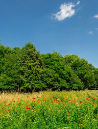 Scenic view of flowering plants on land against sky