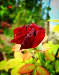 Close-up of wet red rose blooming outdoors