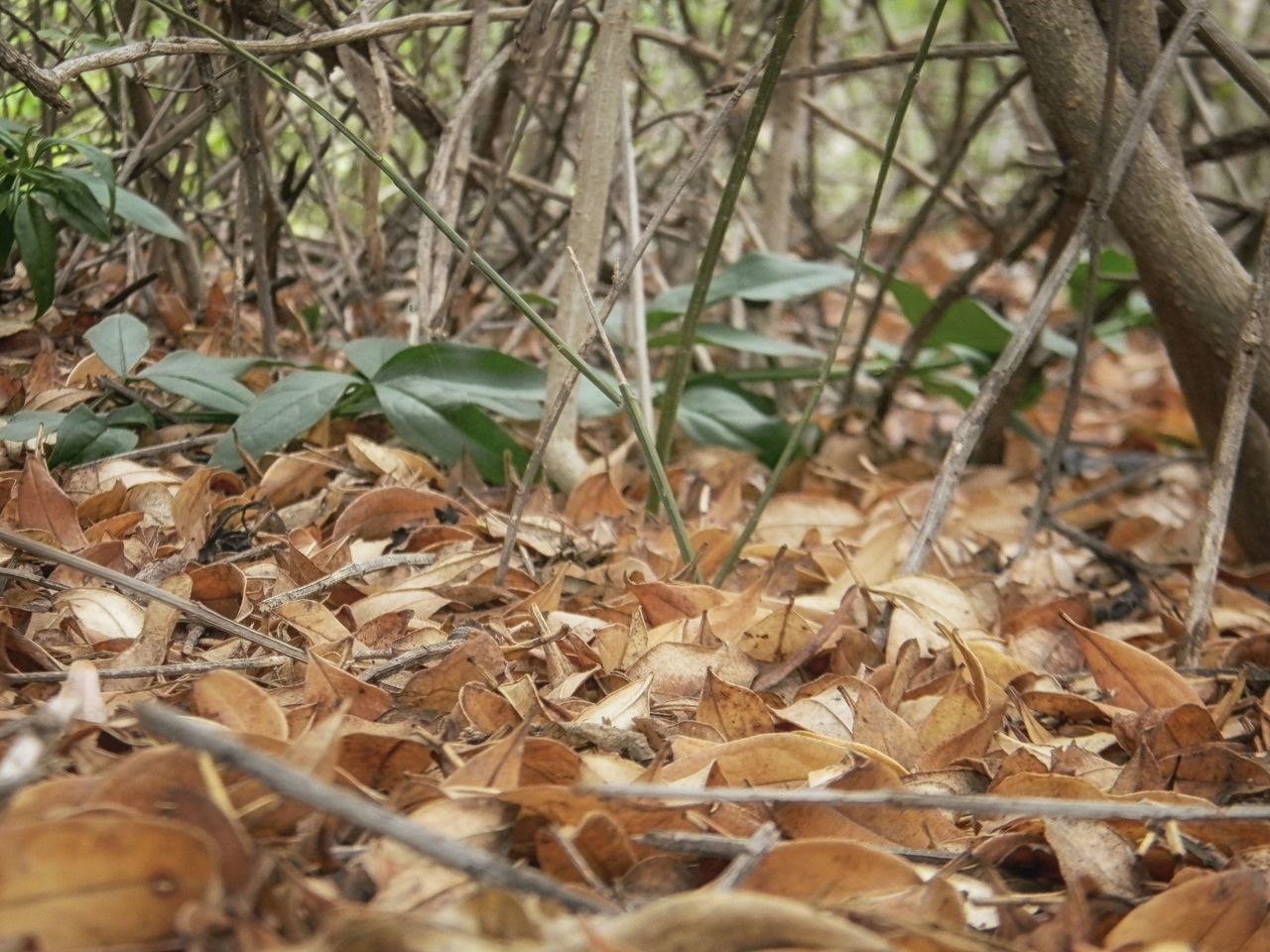 SURFACE LEVEL OF DRY LEAVES ON FIELD