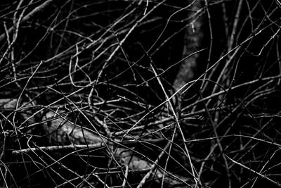 Full frame shot of bare branches