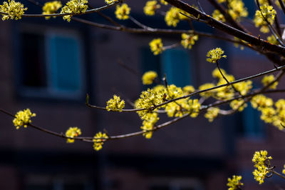 Close-up of flowering plant against building