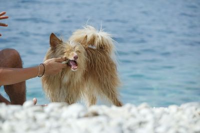 Close-up of woman with dog on sea shore