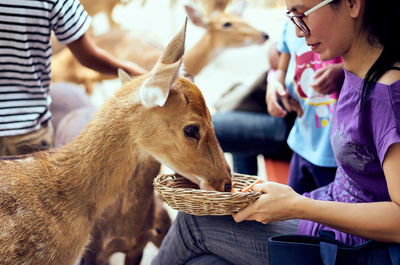 Woman feeding deer