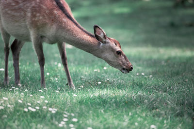 Close-up of deer on field