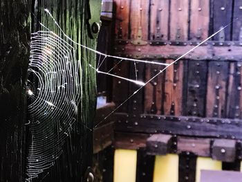 Close-up of spider web