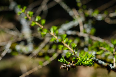 Close-up of fresh green leaves