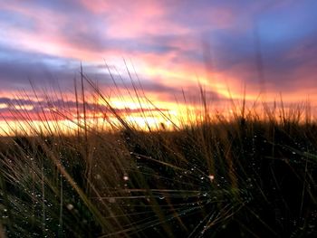 Close-up of grass on field against sunset sky