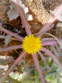 Close-up of yellow flowering plant