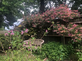 Pink flowering plants in garden