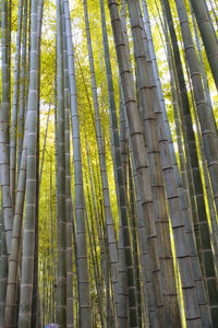 Low angle view of bamboo trees in forest