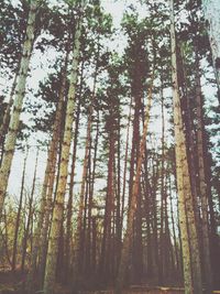 Low angle view of trees in forest