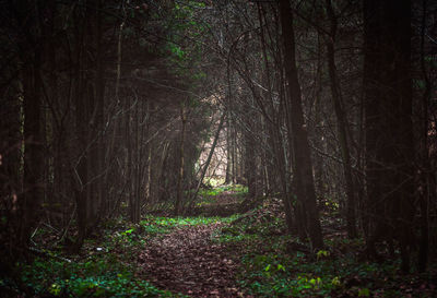 Trees growing in forest